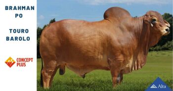 Imagem do produto Gado De Corte Brahman