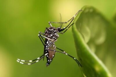 Imagem da notícia Ministério da Saúde faz alerta sobre medicamento Ivermectina ser ineficaz contra dengue