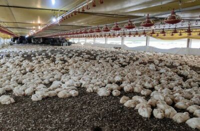 Imagem da notícia FCO aprova R$ 138,9 milhões em novos empreendimentos para MS, com destaque para avicultura