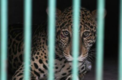 Imagem da notícia Onça pintada resgatada do pantanal se alimenta e está em recuperação no CRAS