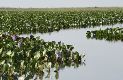 Imagem da notícia Senado aprova PEC que reconhece Pantanal Sul-Mato-Grossense como patrimônio nacional