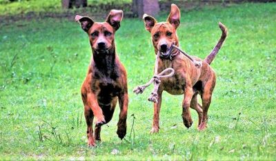 Imagem da notícia Criança de 8 anos é mordida por cão após confusão entre vizinhos em São Gabriel do Oeste