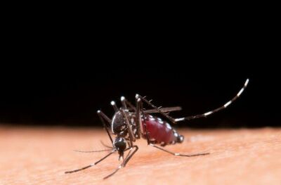 Imagem da notícia Figueirão e Sonora seguem com alta incidência de dengue; Costa Rica e Cassilândia têm situação de atenção