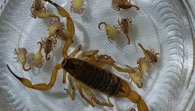 Imagem da notícia Mesmo com todos os cuidados, morador de Chapadão do Sul encontra escorpião com 23 filhotes