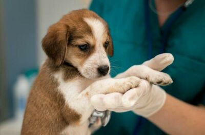 Imagem da notícia Prefeitura de Chapadão do Sul inicia nova fase do projeto Meu Pet Castradão