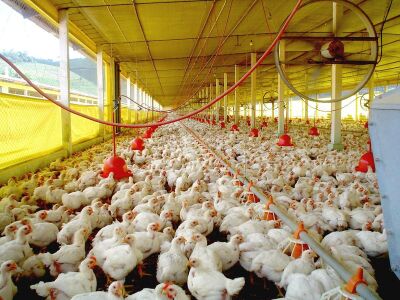 Imagem da notícia Gripe aviária é detectada em granja no RS e China suspende importação de frango do Brasil