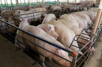 Imagem da notícia Suinocultura em Mato Grosso do Sul cresce e se consolida como referência nacional