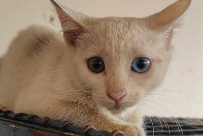 Imagem da notícia Chapadão do Sul lança nova etapa do Meu Pet Castradão e vai castrar mais de mil animais gratuitamente