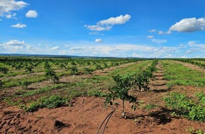 Imagem da notícia Cassilândia é o novo polo de produção de laranjas de MS