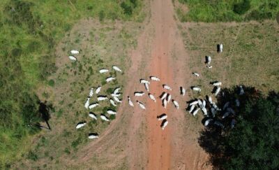 Imagem da notícia Prefeitura dá prazo de 24 horas para retirada de animais em área pública em Figueirão