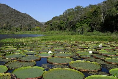 Imagem da notícia MS abre edital para pagar proprietários que preservam vegetação nativa no Pantanal