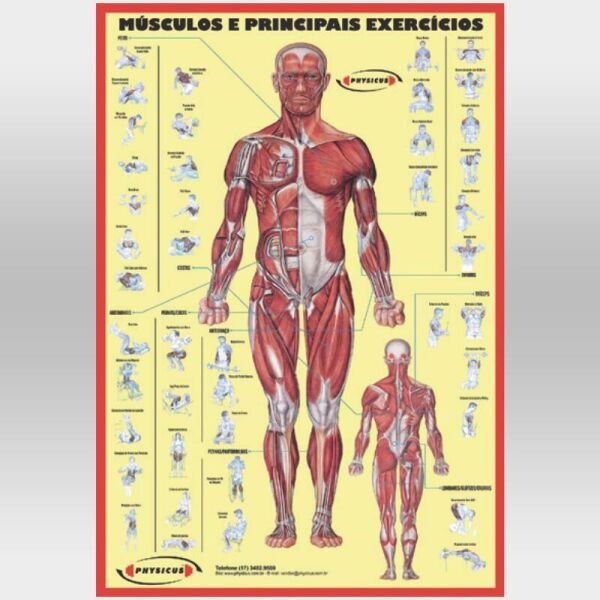 Imagem do produto Cartaz de Músculos e Treinamento