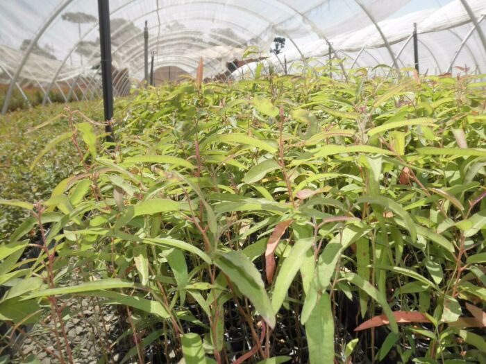 Imagem de MUDA DE EUCALIPTO-CITRIODORA - EUCALYPTUS CITRIODORA