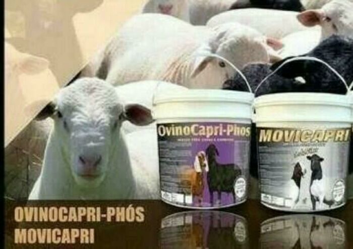 Imagem de NÚCLEO PARA OVINOS E CAPRINOS