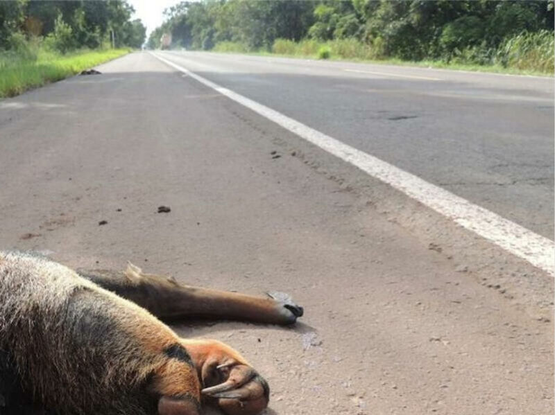 Imagem ilustrativa da matéria MP investiga aumento de atropelamentos de animais e carcaças deixadas nas rodovias em MS