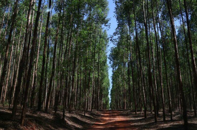 Ilustração da notícia Bracell confirma investimento de US$ 4 bilhões em fábrica de celulose em MS