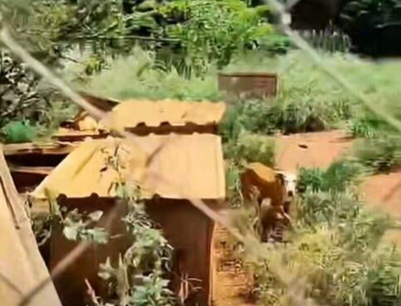 Ilustração da notícia Presidente da Câmara, Marcelo Costa fiscaliza canil municipal e cobra melhorias em Chapadão do Sul