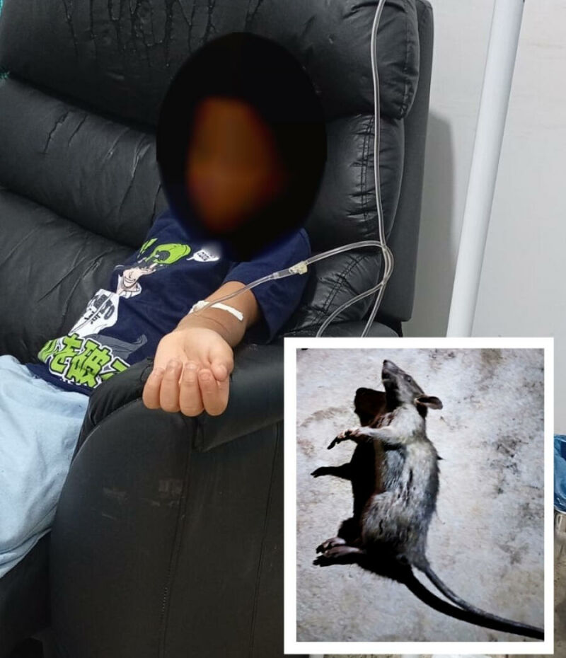 Ilustração da notícia Mordida de rato em criança de 7 anos gera revolta e alerta sobre terreno sujo em Paraíso das Águas