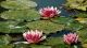 Imagem adicional 1 do item Jardins do Monet (Giverny)