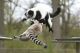 Imagem adicional 5 do item Zoológico de Thoiry