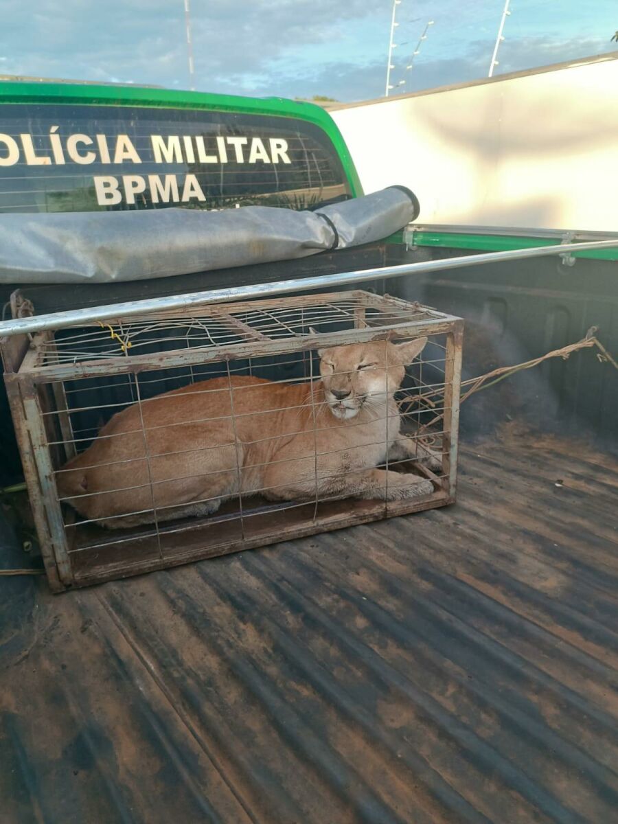 Imagem 80614414-411b-4b01-a161-449839a931f3