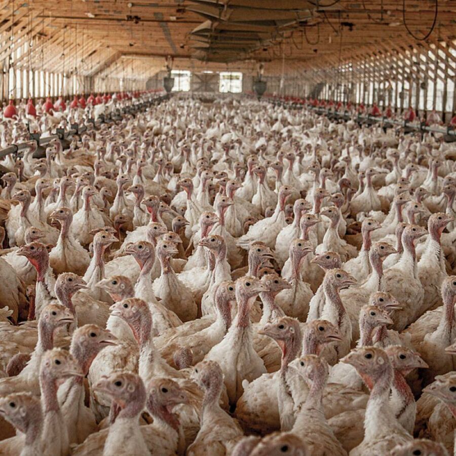 Image: Investigations reveal that turkeys raised for consumption live confined in overcrowded environments with no space for natural behaviors.