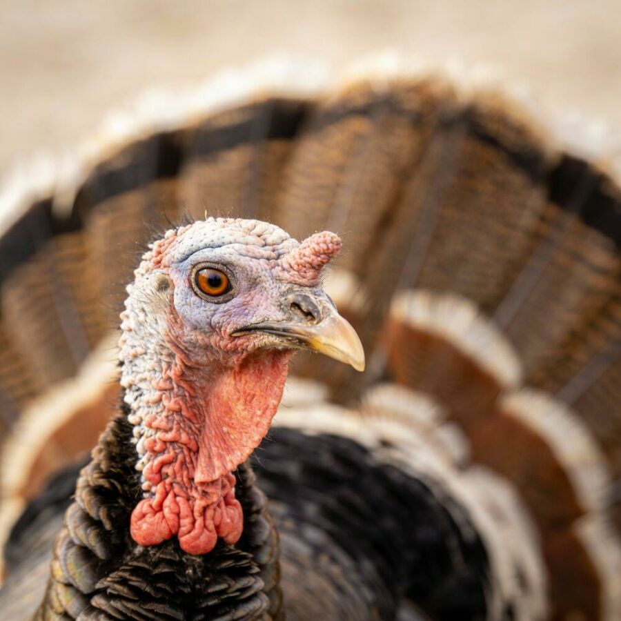 Image: Turkeys are sociable, curious, and sensitive animals. Each one of them feels fear, stress, and suffering.