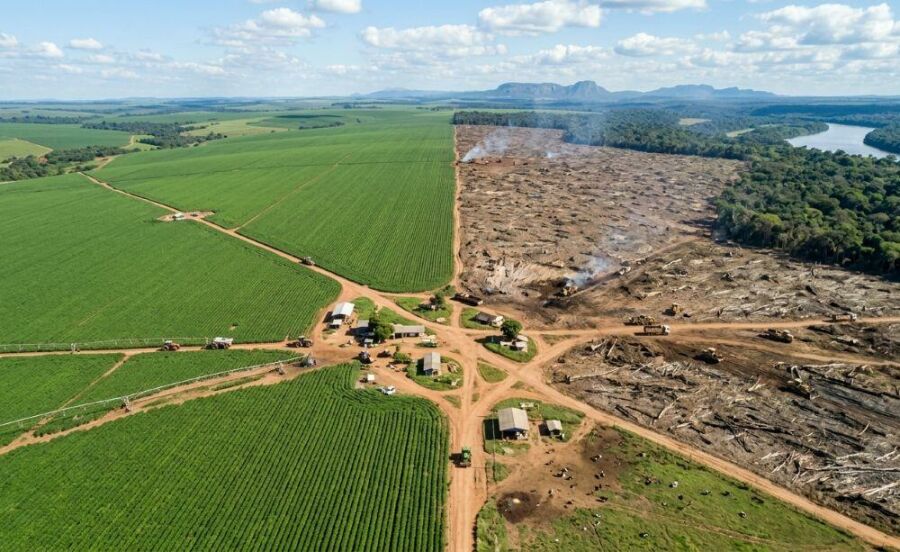 Imagem A-maior-parte-da-soja-do-mundo-não-alimenta-pessoas-alimenta-animais-destinados-ao-consumo-humano