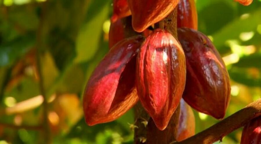 Imagem Screenshot_2