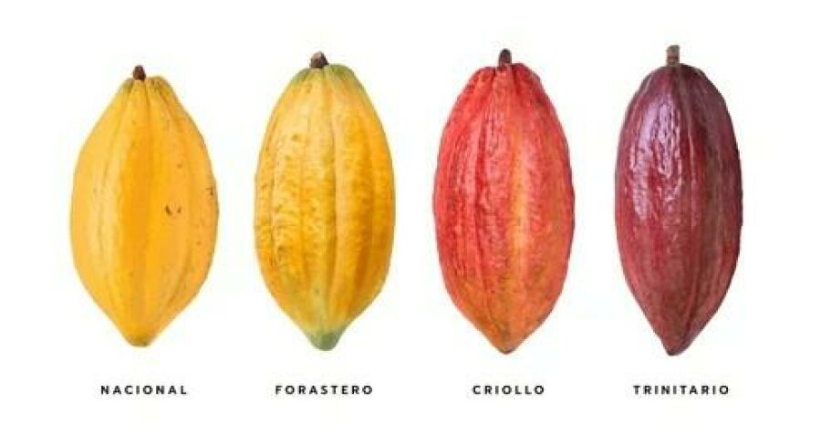 Imagem variety-fresh-cocoa-pods-isolated-260nw-2328342463