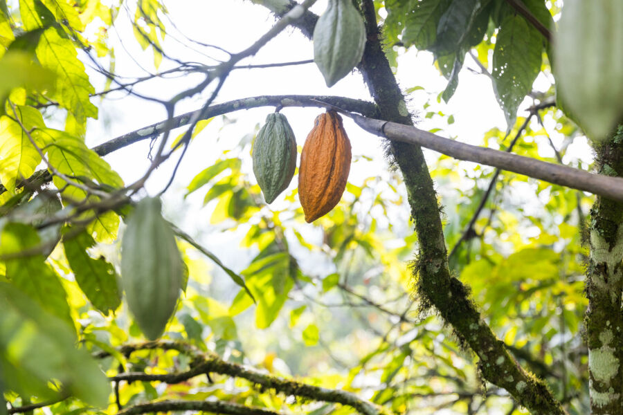 Imagem close-up-de-duas-vagens-de-cacau-uma-madura-e-amarela-com-um-machete-ao-seu-lado-outra-imatura-e-verde
