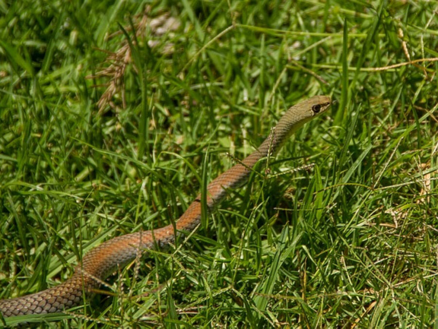 Imagem serpente-mato