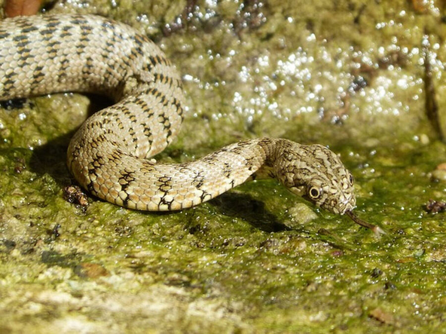 Imagem serpente-rio