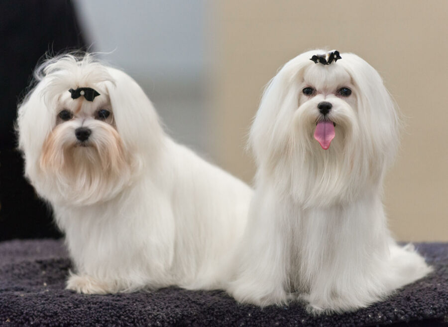 Imagem 01_AKC_Maltese_Dog_Show_2013