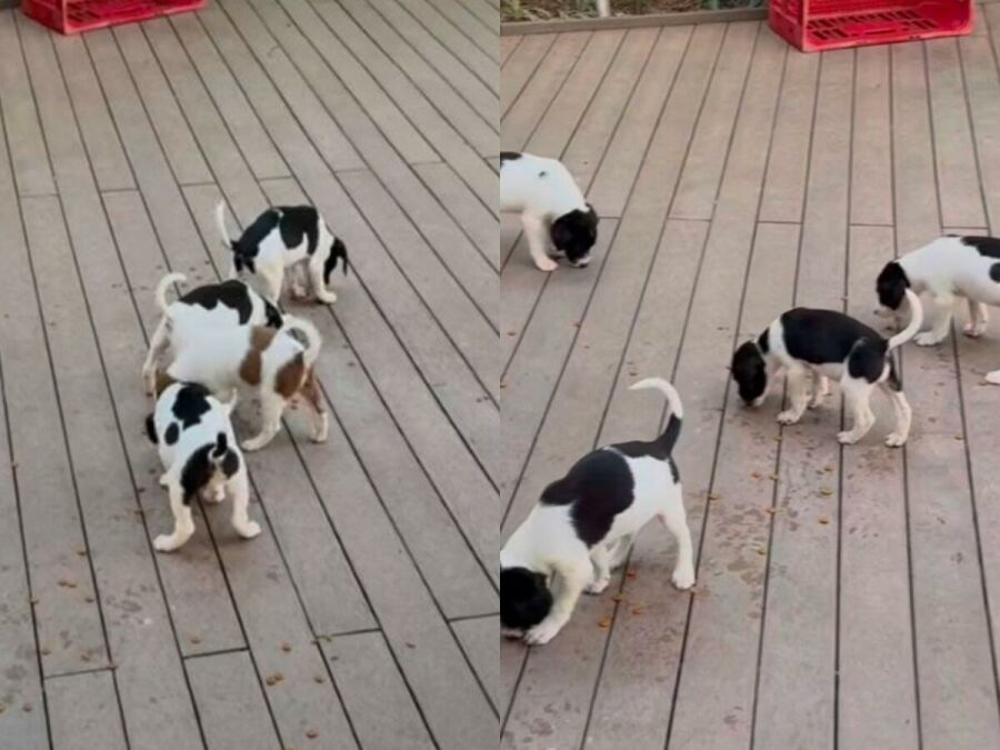 Imagem bruno-gagliasso-giovanna-ewbank-cachorros-2