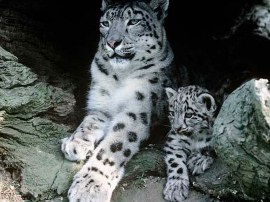 Imagem fAMILIA-LEOPARDO