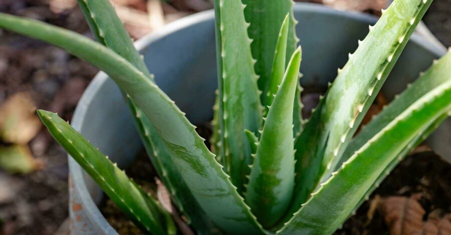 Aloe Vera (Babosa). Reprodução: Internet