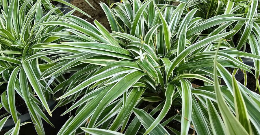 Clorofito (Chlorophytum comosum). Reprodução: Internet