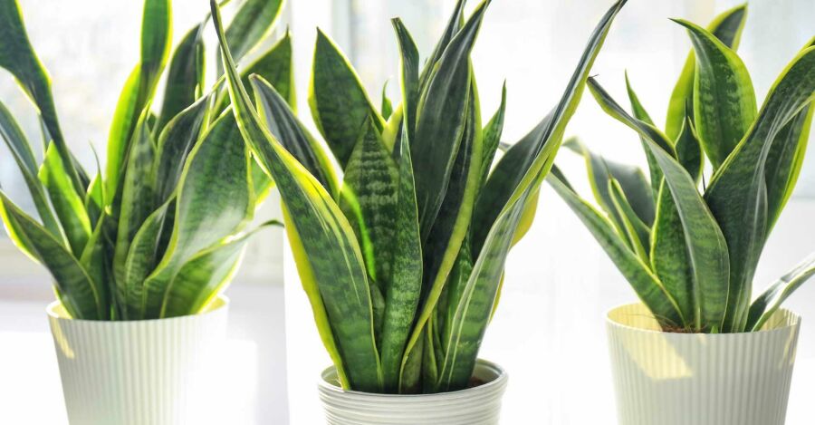 Espada-de-São-Jorge (Sansevieria trifasciata). Reprodução: Internet