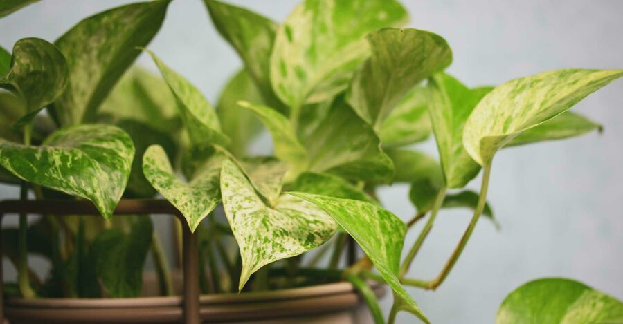 Jiboia (Epipremnum aureum). Reprodução: Internet