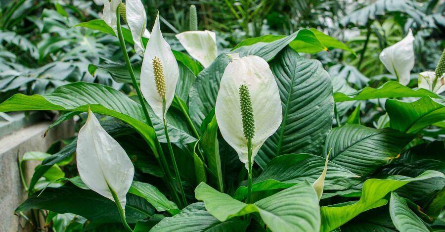 Lírio-da-paz (Spathiphyllum). Reprodução: Internet