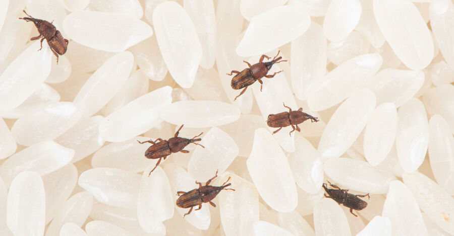 Dedetização de Caruncho