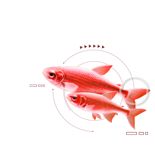 Peixe 2