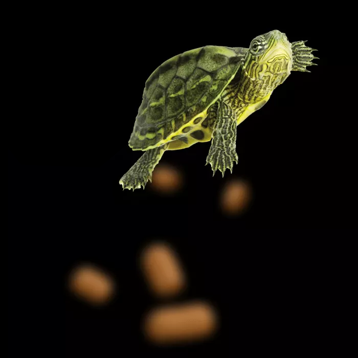 Ilustração Peixe com Ração Tigre D'água Poytara