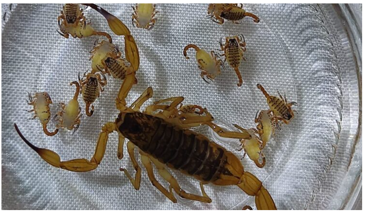 Imagem de compartilhamento para o artigo Morador de Chapadão do Sul encontra escorpião com 23 filhotes da MS Todo dia