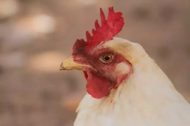 Imagem de compartilhamento para o artigo Bonito tem primeiro caso de influenza aviária em aves domésticas da MS Todo dia