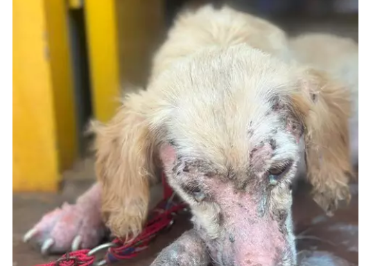 Imagem de compartilhamento para o artigo Mulher é presa por deixar cachorrinha com fratura exposta cheia de larvas em MS da MS Todo dia