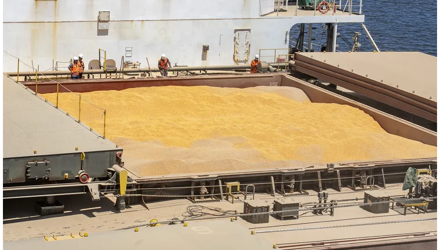 Imagem de compartilhamento para o artigo Preço do milho recua nos portos com queda no mercado internacional da MS Todo dia