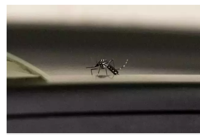 Imagem de compartilhamento para o artigo Vacina contra chikungunya testada em MS será produzida no Butantan da MS Todo dia