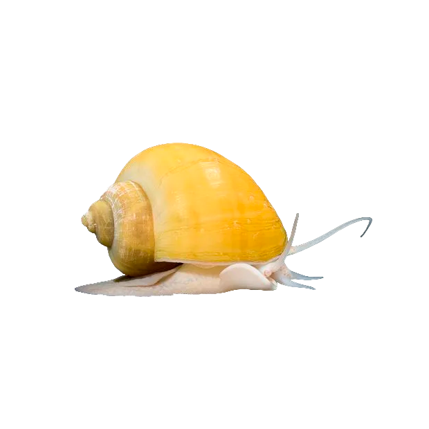 Imagem do peixe Ampulária